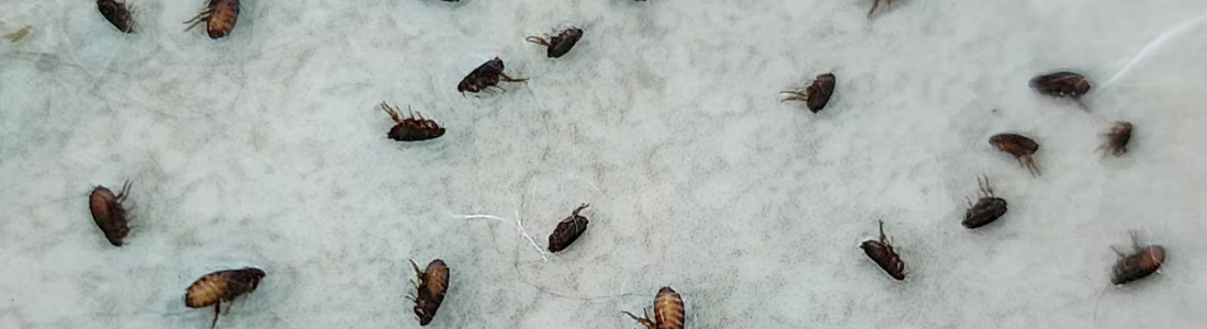 Dedetizadora de Pulgas em São Bernardo do Campo  24 HORAS